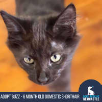 Photo of Buzz   6 Month Old Domestic Shorthair