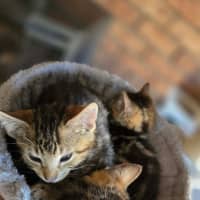 Photo of Lior & Ruel