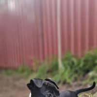 Photo of Willow   12 Week Old Cattle Dog X