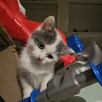 Photo of Mango & Sully