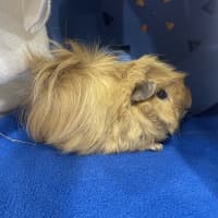 Photo of Biscuit