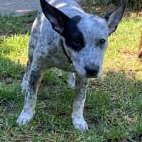 Photo of Niobe