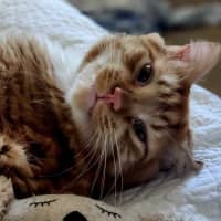 Photo of Claude 🦁🐈