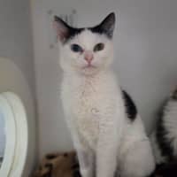 Photo of Pippin