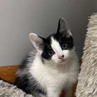 Photo of Fuzz