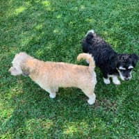 Photo of Coco And Cherry 