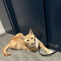 Photo of Obi 🧡