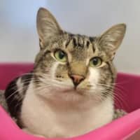 Photo of Dexter