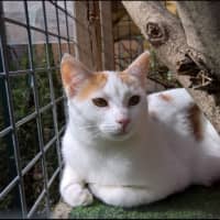 Photo of Blossom 
