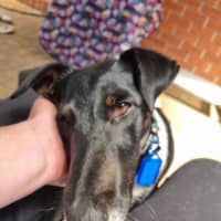 Photo of Lucky