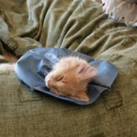 Photo of Daisy (Was Bonnie )