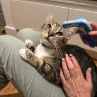 Photo of Piper