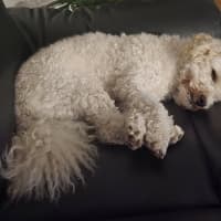 Photo of Buddy