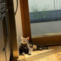Photo of Kovu *9 Lives Project Rescue*