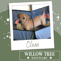 Photo of Olivia