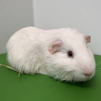 Photo of Flynn (Bonded With Nugget)