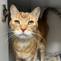 Photo of Gingerbread