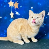 Photo of Jack (Located In Preston) 