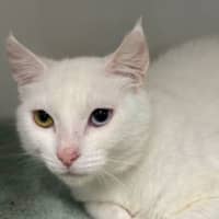 Photo of Kishka 