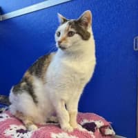 Photo of Lady Jellybean