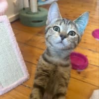 Photo of Meisha
