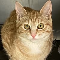 Photo of Joey