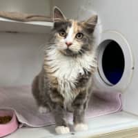 Photo of Chloe Belle