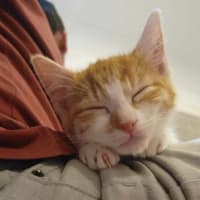 Photo of Lankey & Donkey Kong 