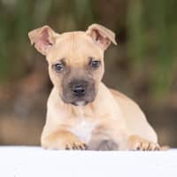 Photo of Roo
