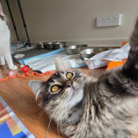 Photo of Tommy Tickle Mouse