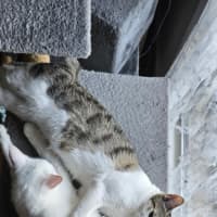 Photo of Dottie *9 Lives Project Rescue*