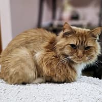 Photo of Tigerlily 🏵️