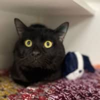 Photo of Sunny
