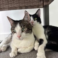 Photo of Turtle & Sylvester 