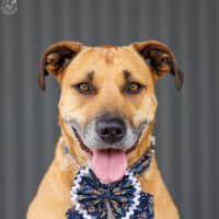 Photo of Gidget   6 Year Old Staffy X Mastiff