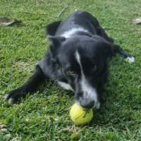 Photo of Ollie