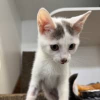 Photo of Oopie