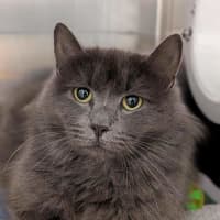 Photo of Penelope