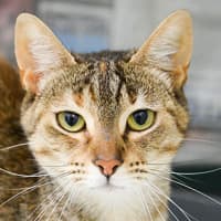 Photo of Clover