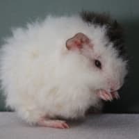 Photo of Ivey