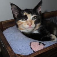 Photo of Lyra (K85)