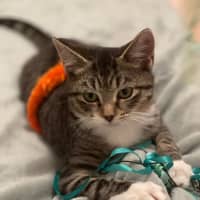 Photo of Mouse