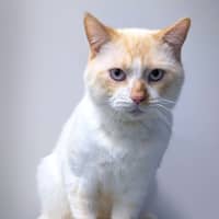 Photo of Flynn