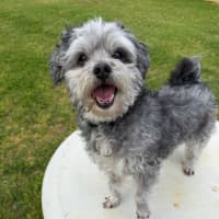 Photo of Diesel