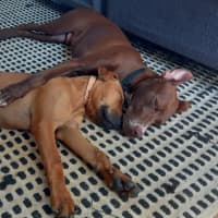 Photo of Roadie & Rusty