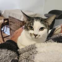 Photo of Honey