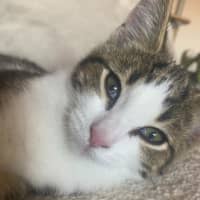 Photo of Ross Golden