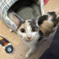 Photo of Pearl