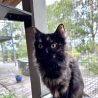 Photo of Cali