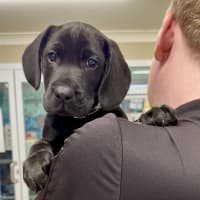 Photo of Louie